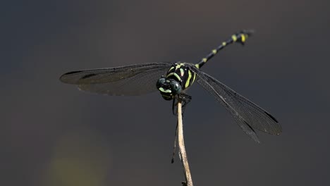 the common flangetail dragonfly is commonly seen in thailand and asia