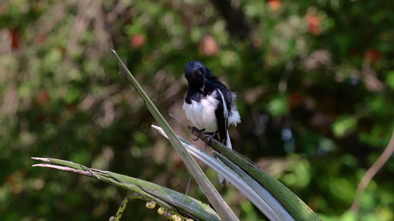 The Oriental magpie-robin is a very common passerine bird in Thailand in which it can be seen anywhere