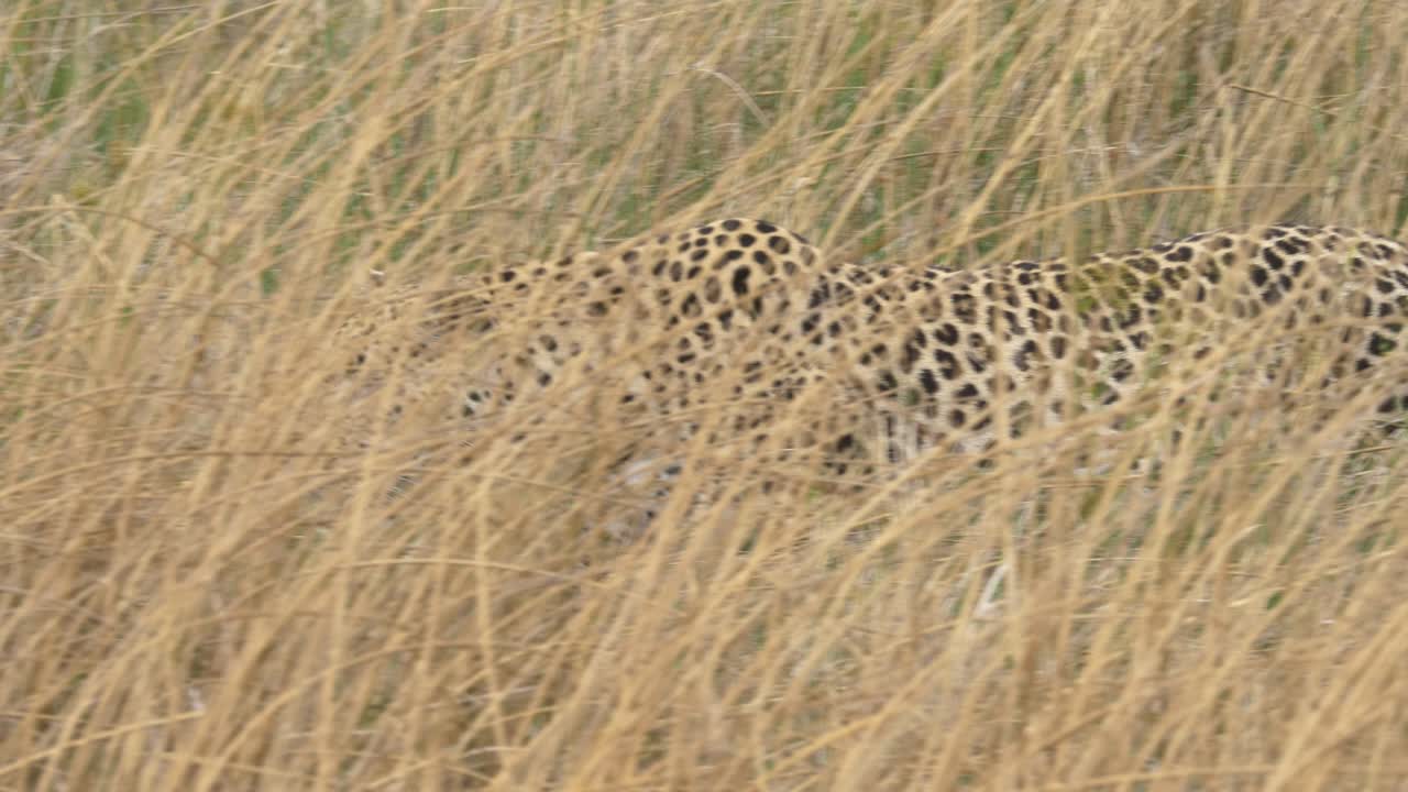 tiro de seguimiento de un leopardo salvaje acechando en la hierba alta en la sabana en busca de presas