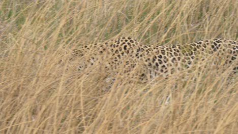 tracking shot of a wild leopard stalking in high grass on the savanna looking for prey