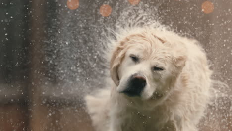 perro sacudiendo abrigo húmedo en cámara lenta extrema, crema inglesa golden retriever sacude después del baño afuera en 4k 800fps