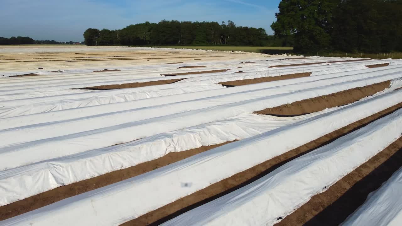 una foto de un dron de un gran campo de espárragos en los países bajos creando interesantes líneas simétricas