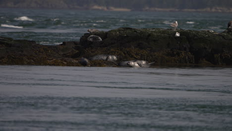 Sailing-past-seals-and-seagulls-resting-on-a-rocky-island-in-the-ocean