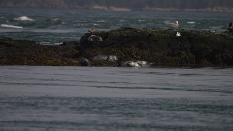 sailing past seals and seagulls resting on a rocky island in the ocean