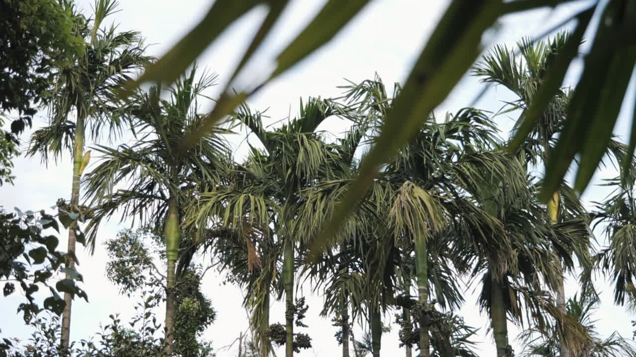 Tall palm trees sway gently outdoors in slow motion, showcasing tropical serenity