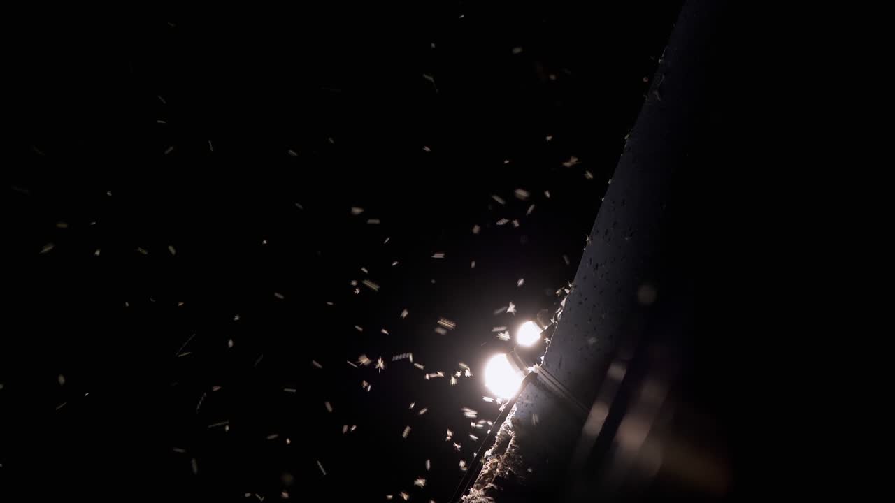 mosquitos voladores, mosquitos en las lámparas de la calle por la noche. 4k