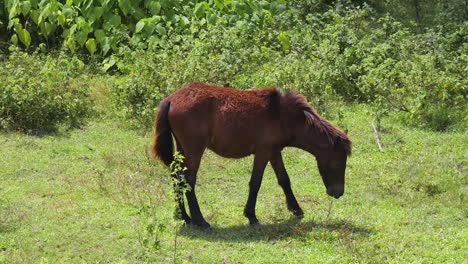 young brown horse in a green pasture