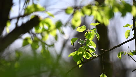 Sunbeams-peaking-through-lush-green-leaves-backlit-in-park