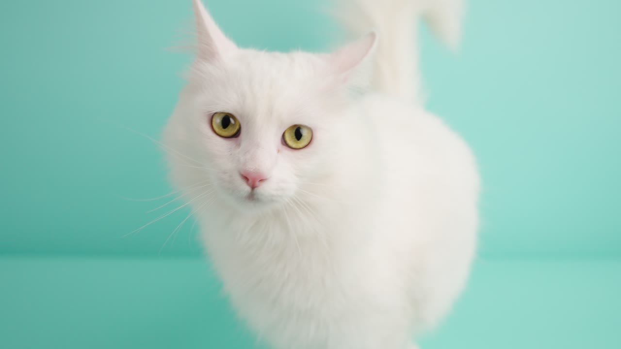 White turkish angora cat licking its nose on turquoise background
