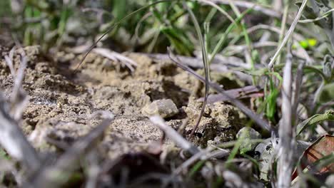 black ants crawling on rock in natural grassy environment, macro shot