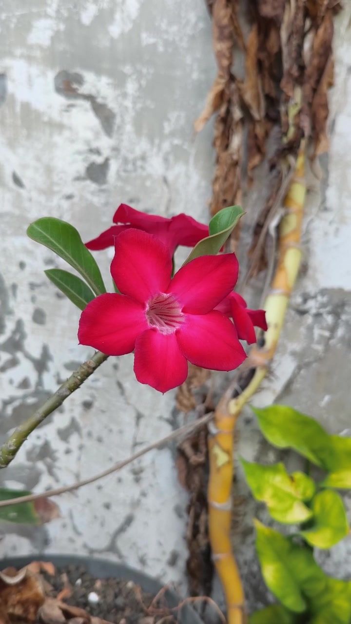 Fiore di Adenium rosso vivace in fiore in un giardino