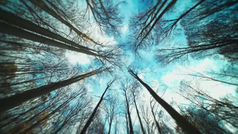 looking up through the leafless tree crowns