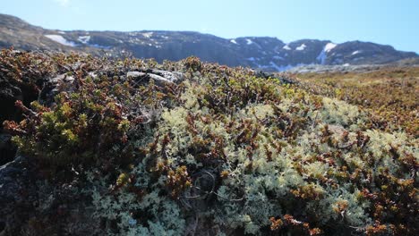 Arctic-Tundra-lichen-moss-close-up.-Found-primarily-in-areas-of-Arctic-Tundra,-alpine-tundra,-it-is-extremely-cold-hardy.-Cladonia-rangiferina,-also-known-as-reindeer-cup-lichen.