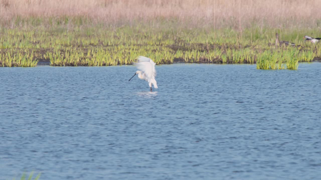 강 에 서서 날개 를 펼치고 날개 를 흔들고 있는 유라시아 의 스 ⁇ 빌