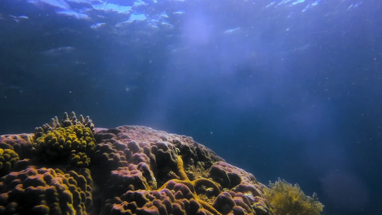 Yellow sea star standing on coral rock while sun rays cross the surface ...