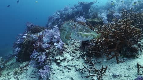 Tintenfisch-Dreht-Sich,-Während-Er-Vorsichtig-Tentakel-Ausdehnt-Und-Die-Farbe-ändert