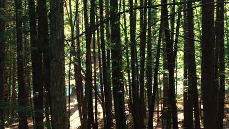 Atemberaubende,-Sanfte-Drohnenaufnahmen-Eines-Kiefernwaldes-Mit-Wunderschönem-Goldenem-Licht