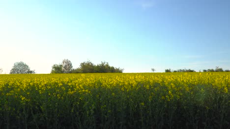 Panorámica-Frontal-Amplia-Y-Lenta-De-Izquierda-A-Derecha-Sobre-Un-Hermoso-Paisaje-Con-Cielo-Azul-Y-Campos-De-Colza-De-Color-Amarillo-Brillante