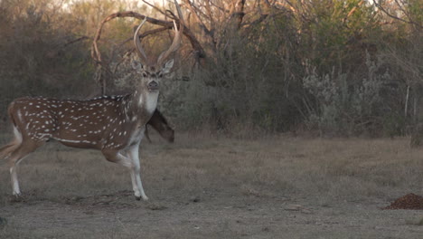 Texas-Axis-deer-in-the-wild