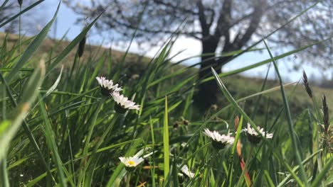 Gänseblümchen-Im-Gras,-Aus-Nächster-Nähe-Aufgenommen