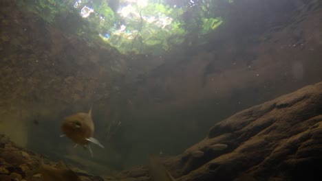 El-Parque-Nacional-Kaeng-Krachan-Es-El-Hogar-De-Muchos-Animales-Salvajes-Fantásticos-Y-Los-Arroyos-Son-Una-Fuente-De-Vida-De-Agua-Dulce-Para-Que-Los-Animales-Beban-Y-Los-Peces-Naden.