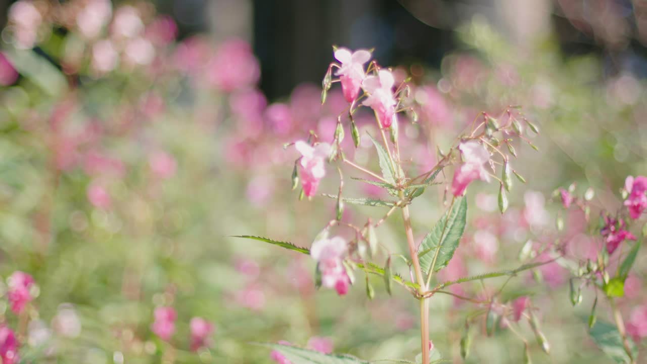 Smukt bed af lilla blomster med træer fra skoven i den slørede baggrund om sommeren