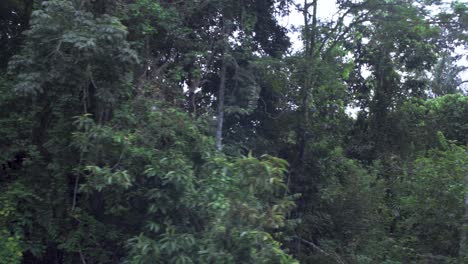 Trees in the Amazon Rainforest from Boat Trip through the River in a Cloudy Day