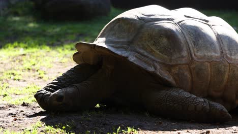 una tortuga descansando en su recinto