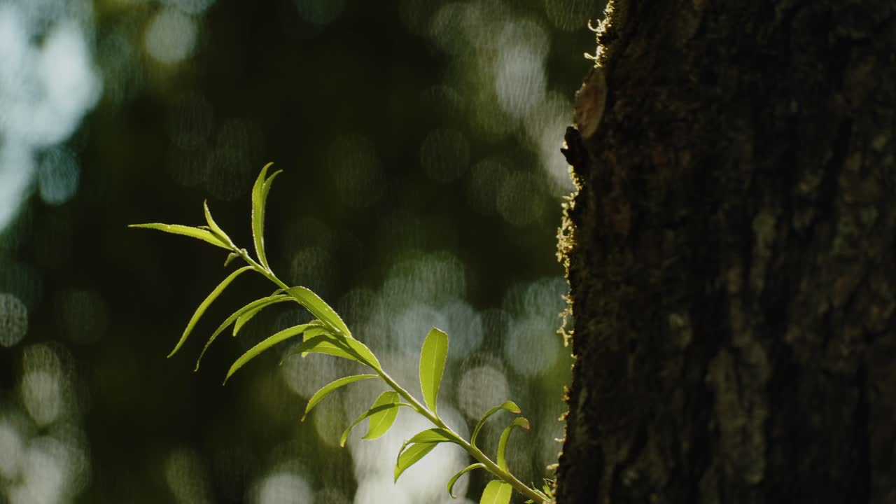 오래된 나무 줄기에서 자라는 새로운 어린 나무 가지, 정적 화창한 날 전망