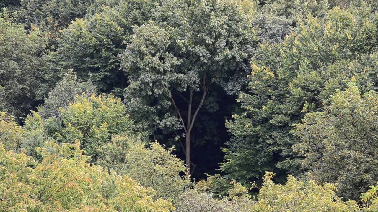 Pioggia sullo sfondo della foresta. Riprese in autunno