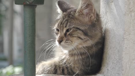 a cute tabby kitten playing outdoors