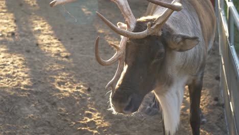 rangifer tarandus caribou - endangered boreal woodland caribou standing beside the metal fence at the arendel norwegian village in zagorow, poland