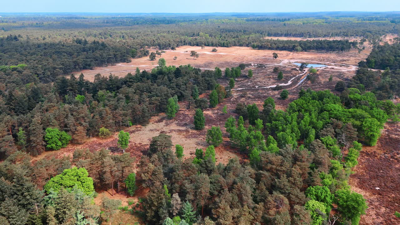 Vast landscape of trees and open fields. An expansive natural area showcases a mix of green foliage and dry land under clear blue skies during daytime