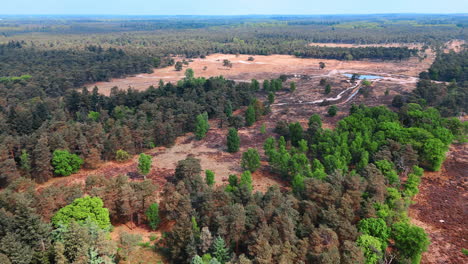 vast landscape of trees and open fields. an expansive natural area showcases a mix of green foliage and dry land under clear blue skies during daytime