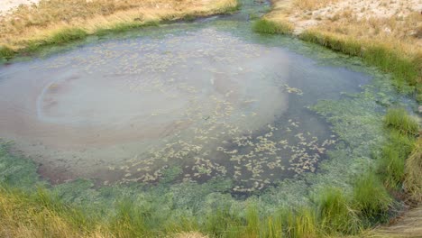 Great-Artesian-Basin-hot-spring,-The-Bubbler,-wide-4k