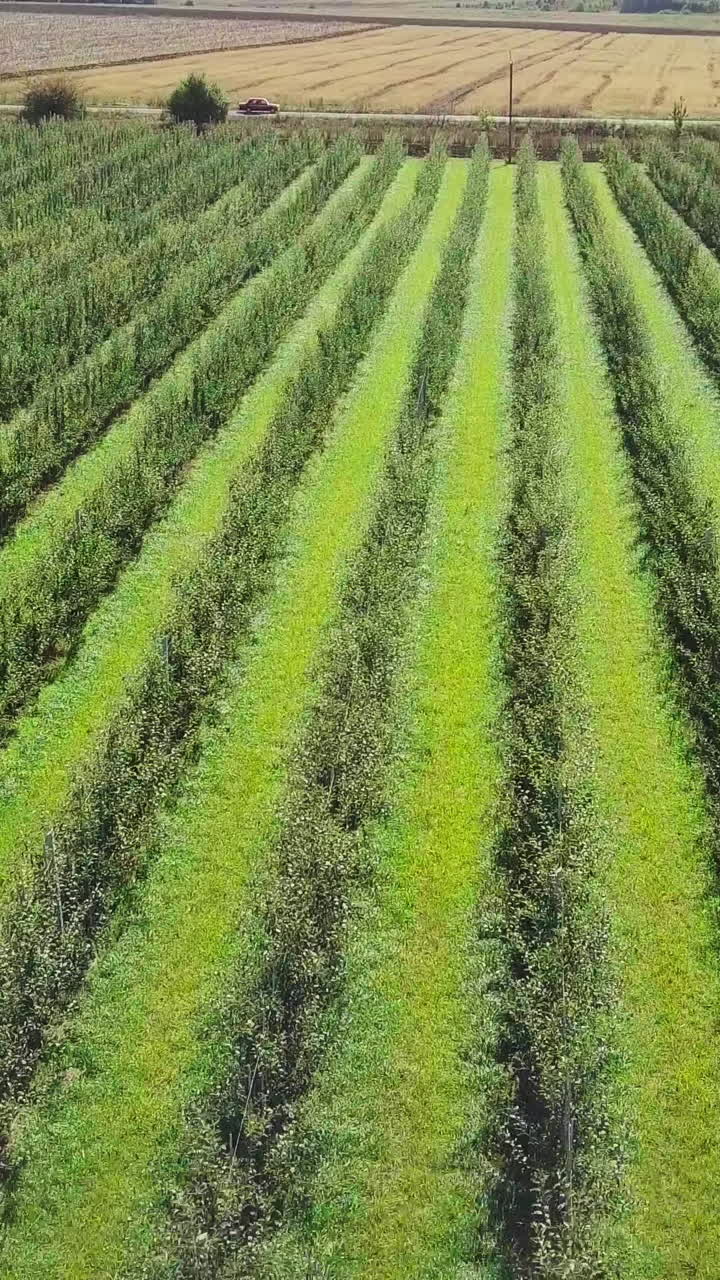 a large apple orchard are growing to produce juices in the factory. Aerial view Vertical video