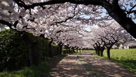 cherry blossom lane