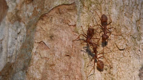 Weaver-Ants,-Oecophylla,-Kaeng-Krachan-National-Park,-Thailand,-4K-Footage