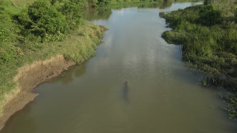 Luftdrohnenaufnahme-Eines-Großen-Krokodils,-Das-Einen-Fluss-Hinunterschwimmt-Und-Dann-Unter-Wasser-Verschwindet