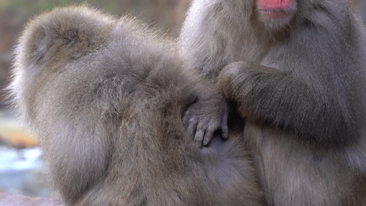 nagano, japón - macacos adorables sentados muy juntos donde uno de los macacos recogiendo piojos de la piel del otro durante el aseo - primer plano