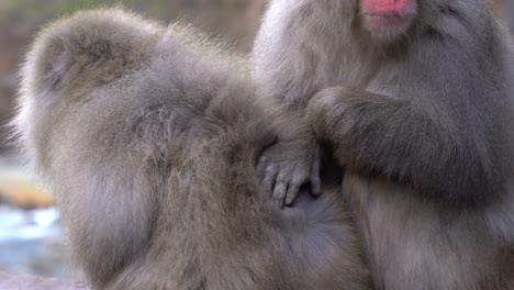 Nagano,-Japón---Macacos-Adorables-Sentados-Muy-Juntos-Donde-Uno-De-Los-Macacos-Recogiendo-Piojos-De-La-Piel-Del-Otro-Durante-El-Aseo---Primer-Plano