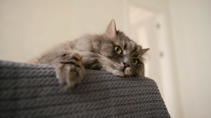 Adorable Domestic Cat Resting On Sofa At Home