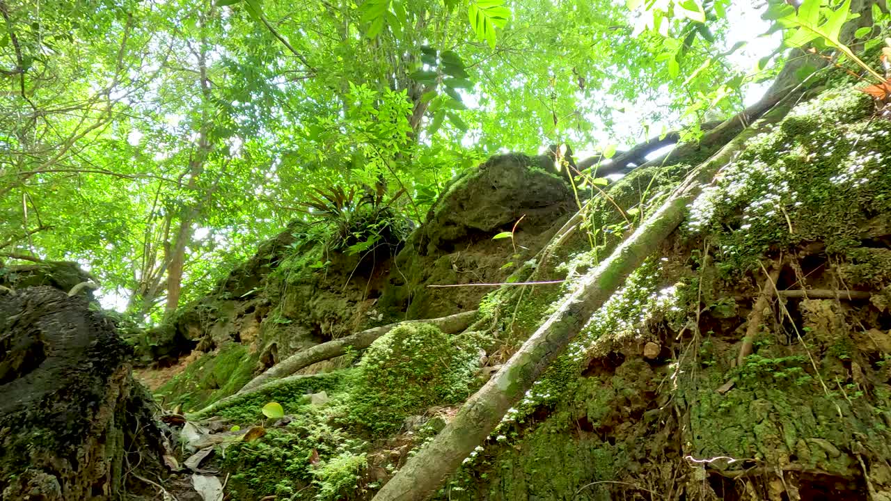 Vibrant greenery and moss-covered rocks in Thailand