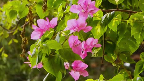 a bloom of bougainvillea sways in the breeze