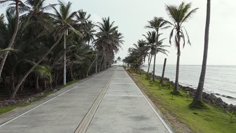 tropical road lined with palm coconut trees on san andres island, aerial