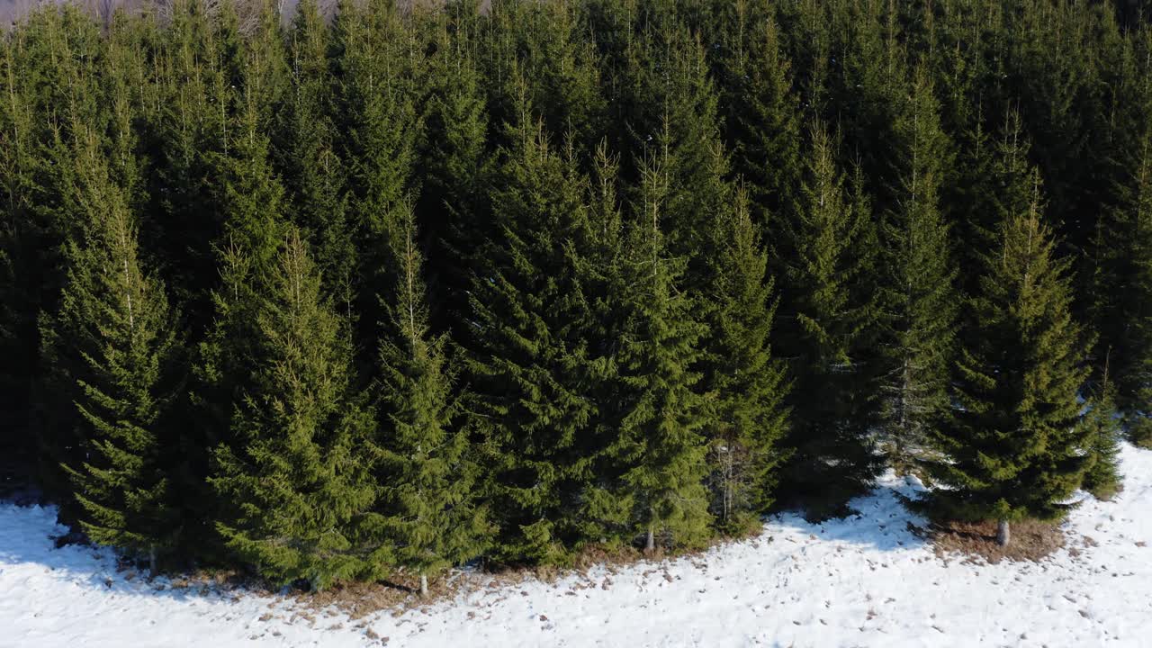 Aerial view of snow-covered field bordering lush evergreen forest on a sunny winter day in the countryside. Entering pine and fir tree forest in rural landscape.