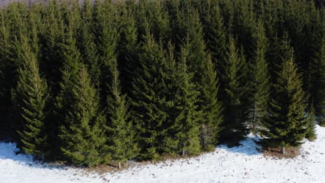 aerial view of snow-covered field bordering lush evergreen forest on a sunny winter day in the countryside. entering pine and fir tree forest in rural landscape.