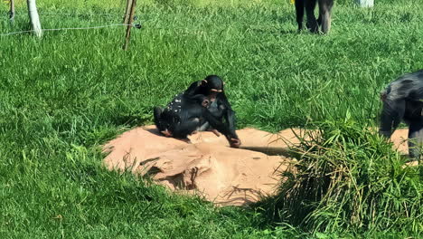 Shot-of-a-group-of-chimpanzee-around-an-artificial-pond-at-an-enclosure-in-Attica-Zoological-Park,-Athens,-Greece-on-a-sunny-day