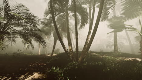 bosque tropical tranquilo con niebla
