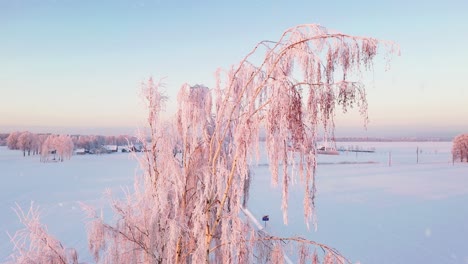 Birkenzweig-Mit-Kristallweißem-Schnee-Bedeckt